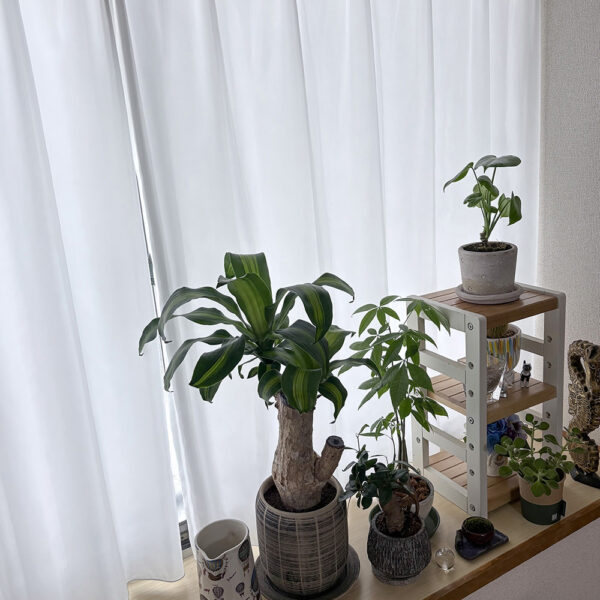 ひと目が気にならないのに、室内の明るさもキープされて、一枚でも十分満足
