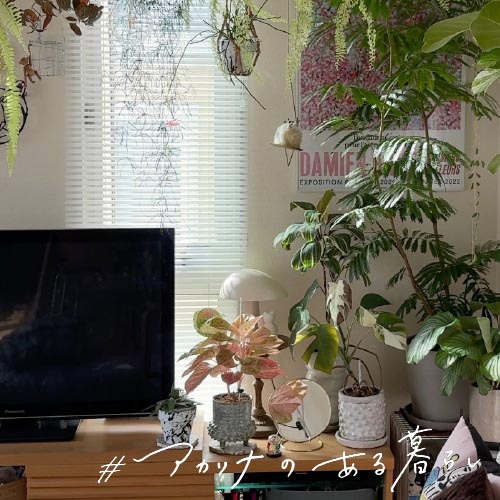 70種の植物と暮らすsayo.さん：アカリナfor home ミルキー