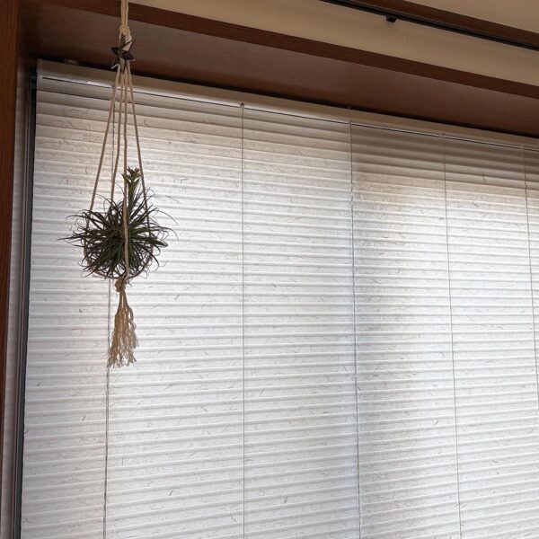 部屋も明るくなり、観葉植物を置きたくなるお部屋になりすぐに準備しました。